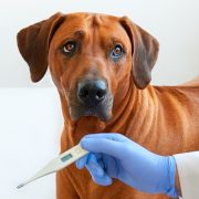 Hundeversicherung für kranke Hunde