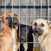 Hundeversicherung für Tierschutzhunde